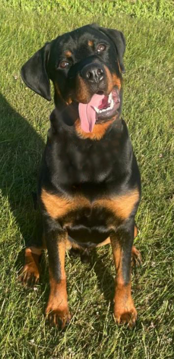 Hugo